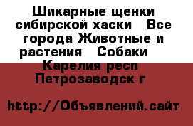 Шикарные щенки сибирской хаски - Все города Животные и растения » Собаки   . Карелия респ.,Петрозаводск г.